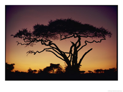 Silhouetted Acacia Tree by George F. Mobley Pricing Limited Edition Print image