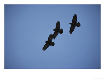Three Blackbirds Fly In A Formation by Paul Nicklen Pricing Limited Edition Print image