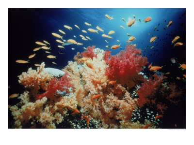 Anthias School Of Fish, Red Sea, Egypt by Jeff Rotman Pricing Limited Edition Print image