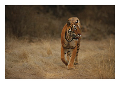 Bengal Tiger by Jason Edwards Pricing Limited Edition Print image