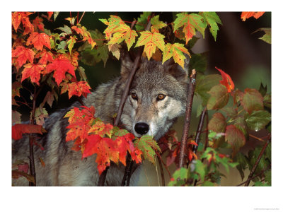 Gray Wolf Peeking Through Leaves by Lynn M. Stone Pricing Limited Edition Print image