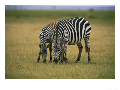 Zebras Graze In Amboseli National Reserve by Bobby Model Pricing Limited Edition Print image