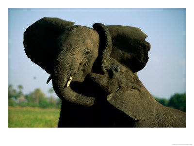 A Young Elephant Wraps Its Trunk Around A Friend by Beverly Joubert Pricing Limited Edition Print image