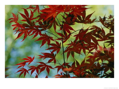 Japanese Maple Leaves by Darlyne A. Murawski Pricing Limited Edition Print image