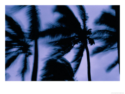Silhouetted Palm Trees Blow In The Wind by Todd Gipstein Pricing Limited Edition Print image