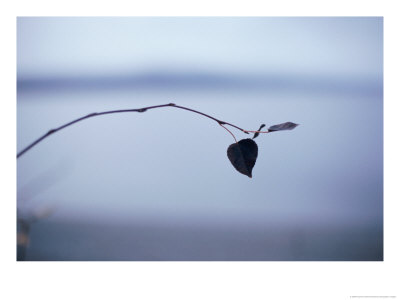 Leaves On A Twig by Raymond Gehman Pricing Limited Edition Print image