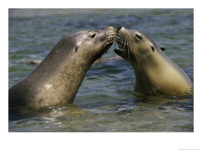 A Pair Of Australian Sea Lions Greet One Another by Jason Edwards Pricing Limited Edition Print image