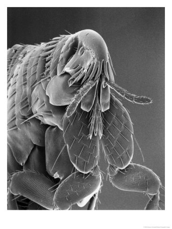 Microscopic View Of A Cat Flea Magnified About 80 Times by Darlyne A. Murawski Pricing Limited Edition Print image