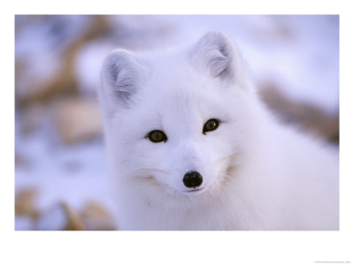 A Portrait Of An Arctic Fox by Paul Nicklen Pricing Limited Edition Print image