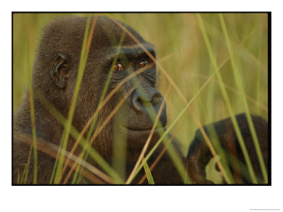 Western Lowland Gorilla by Michael Nichols Pricing Limited Edition Print image