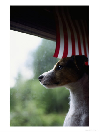 Jack Russell Terrier Near Window With American Flag by Jim Corwin Pricing Limited Edition Print image