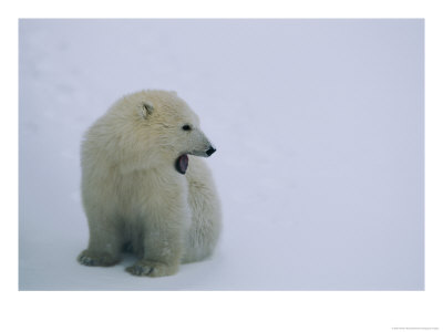 Polar Bear Cub by Norbert Rosing Pricing Limited Edition Print image