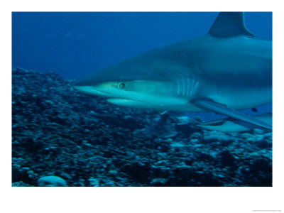 A Close View Of A Galapagos Shark by Wolcott Henry Pricing Limited Edition Print image