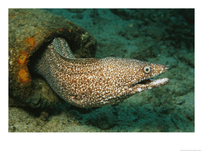 A Spotted Moray Eel Slithers Out Of His Coral Home by George Grall Pricing Limited Edition Print image