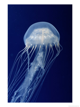 Sea Nettle by George Grall Pricing Limited Edition Print image