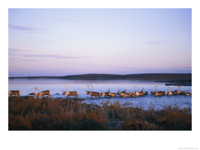 Barren-Ground Caribou Swim Across A River During Their Annual Migration by Paul Nicklen Pricing Limited Edition Print image