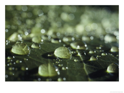 A Close-Up Of Water Droplets On A Leaf by Todd Gipstein Pricing Limited Edition Print image