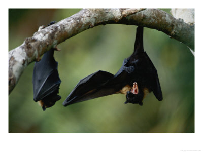 Flying Fox Bats Hang From A Limb In An American Samoa Rainforest by Randy Olson Pricing Limited Edition Print image