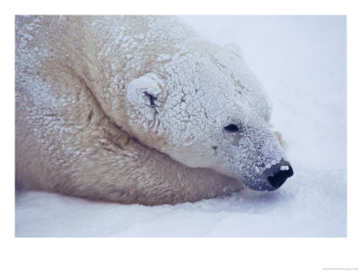 A Close View Of A Polar Bear Resting In The Snow by Paul Nicklen Pricing Limited Edition Print image