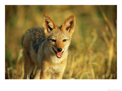 Portrait Of A Jackal by Beverly Joubert Pricing Limited Edition Print image