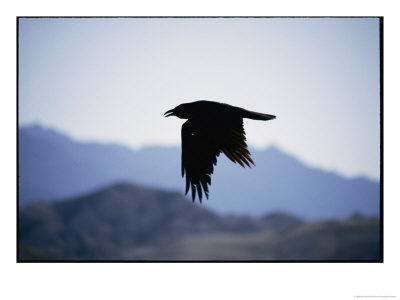 A Common Raven Is Silhouetted Against The Sky by Marc Moritsch Pricing Limited Edition Print image