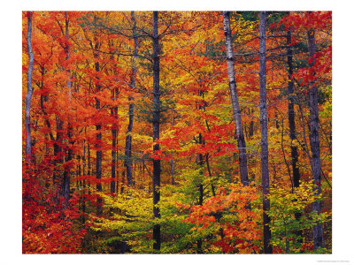 Autumn Colors, New Hampshire by Jules Cowan Pricing Limited Edition Print image