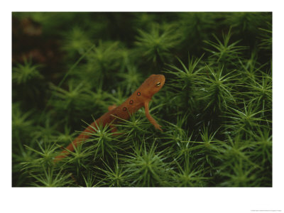 A Red-Spotted Newt, Notophthalmus Viridescens, Crosses A Mossy Patch by Bates Littlehales Pricing Limited Edition Print image