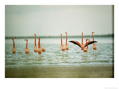 Flamingoes In The Water by James L. Stanfield Pricing Limited Edition Print image