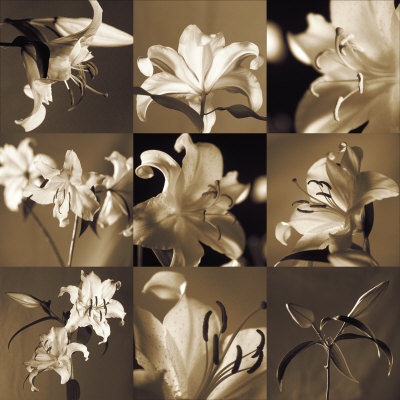 Lily Garden by Caroline Kelly Pricing Limited Edition Print image
