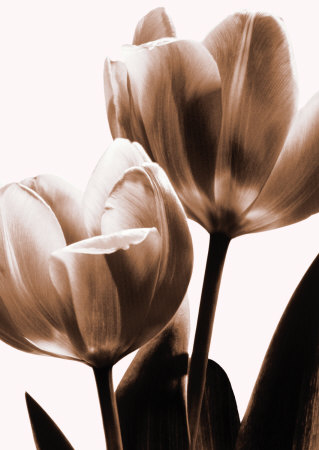 Tulip In Sepia Ii by Caroline Kelly Pricing Limited Edition Print image