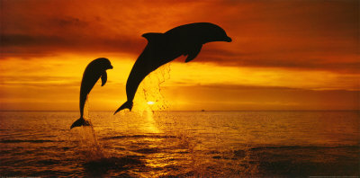 Bottlenose Dolphins, The Caribbean by Stuart Westmoreland Pricing Limited Edition Print image