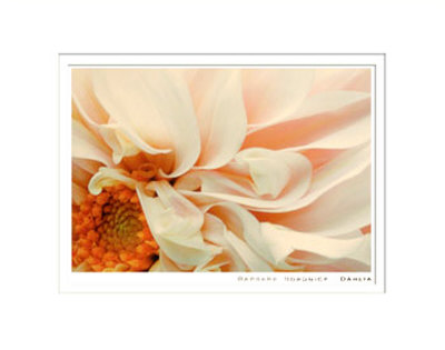 Dahlia by Barbara Bordnick Pricing Limited Edition Print image