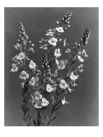 House & Garden - March 1939 by J. Horace Mcfarland Pricing Limited Edition Print image