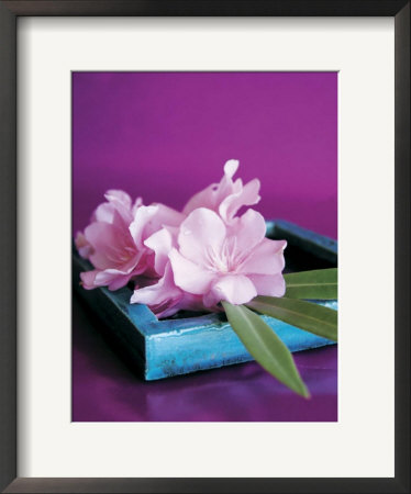 Oleander by Amelie Vuillon Pricing Limited Edition Print image