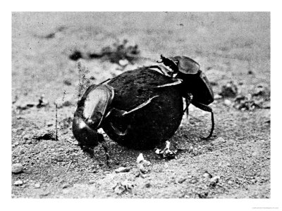 The Sacred Beetle, From L'illustration, Published 9Th April 1910 by Jean-Henri Fabre Pricing Limited Edition Print image