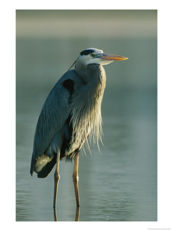 Great Blue Heron On Floridas Gulf Coast by Klaus Nigge Pricing Limited Edition Print image