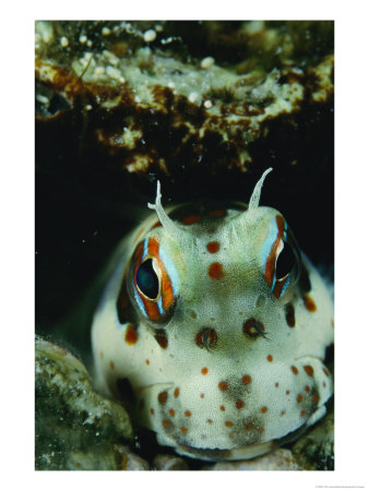 Close View Of The Head Of A Blenny by Tim Laman Pricing Limited Edition Print image