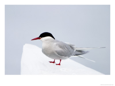 An Arctic Tern Perches On The Ice In Svalbard by Ralph Lee Hopkins Pricing Limited Edition Print image