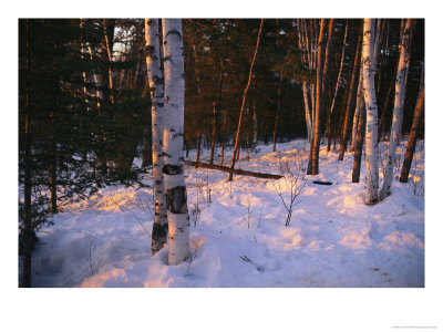 Birch Trees In The Snow At The International Wolf Center by Joel Sartore Pricing Limited Edition Print image