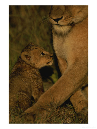 African Lioness And Her Cub by Kim Wolhuter Pricing Limited Edition Print image