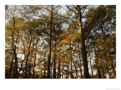 Loblolly Pines And Other Trees In A Maritime Forest by Raymond Gehman Pricing Limited Edition Print image