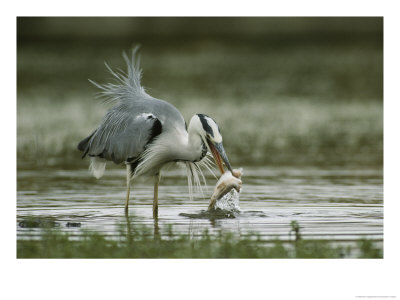Gray Heron With A Freshly Caught Fish In Its Mouth by Klaus Nigge Pricing Limited Edition Print image