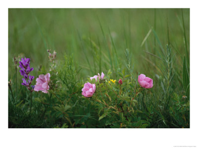 Wild Prairie Roses Bloom Among Grasses by Annie Griffiths Belt Pricing Limited Edition Print image