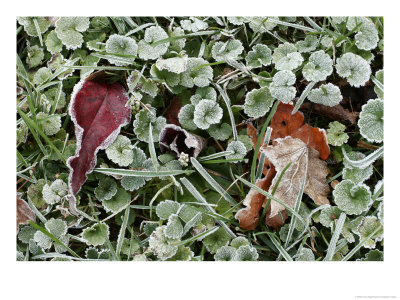 Frost-Covered Weeds, Leaves, And Grasses by Charles Kogod Pricing Limited Edition Print image