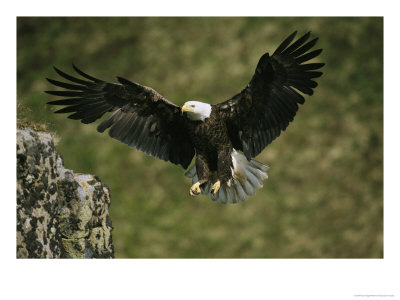 An American Bald Eagle Soars Near Its Nest by Klaus Nigge Pricing Limited Edition Print image