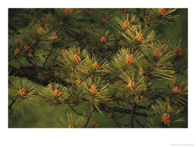 Pitch Pine Needles In Late Afternoon Light by Raymond Gehman Pricing Limited Edition Print image