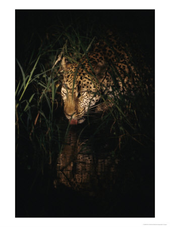 Five-Year-Old Male Leopard Tjololo Laps From A Pool Of Rainwater by Kim Wolhuter Pricing Limited Edition Print image