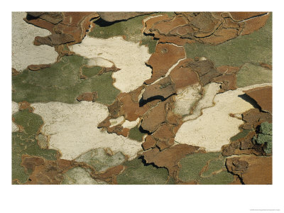Close View Of Patterned Tree Bark by Charles Kogod Pricing Limited Edition Print image