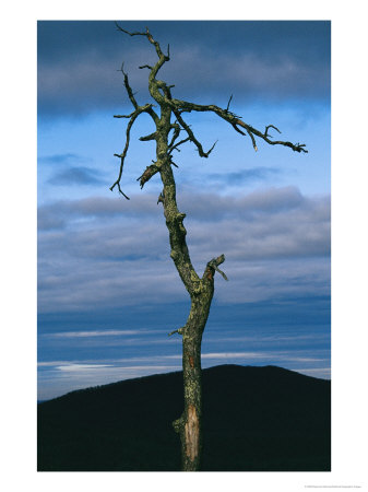 Twilight View Of Old Rag Mountain With Dead Tree Snag by Raymond Gehman Pricing Limited Edition Print image