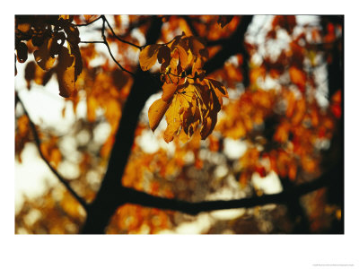 Dogwood Tree In Golden Fall Color by Raymond Gehman Pricing Limited Edition Print image